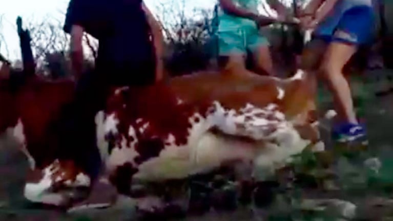 Los adolescentes atacando a la vaca.