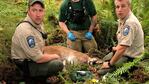 Los agentes de Vida Silvestre que siguieron, atraparon y mataron al puma que atacó a dos ciclistas, y mató a uno.