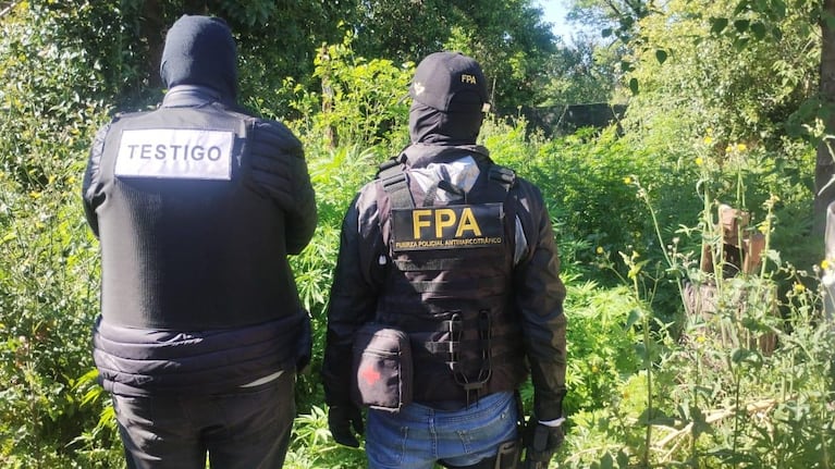 Los agentes secuestraron más de 600 plantas de marihuana.