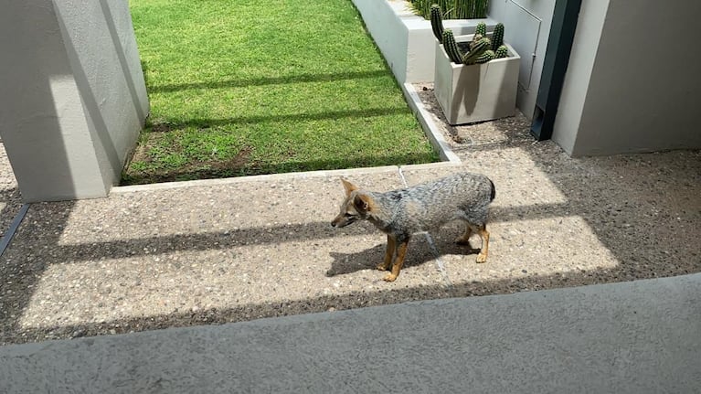 Los animales aparecen en la ciudad ante el avance sobre su hábitat natural.