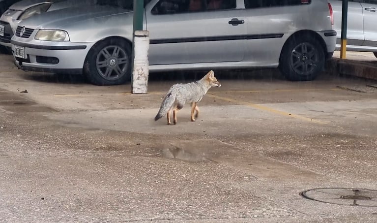 Los animales aparecen en la ciudad ante el avance sobre su hábitat natural.