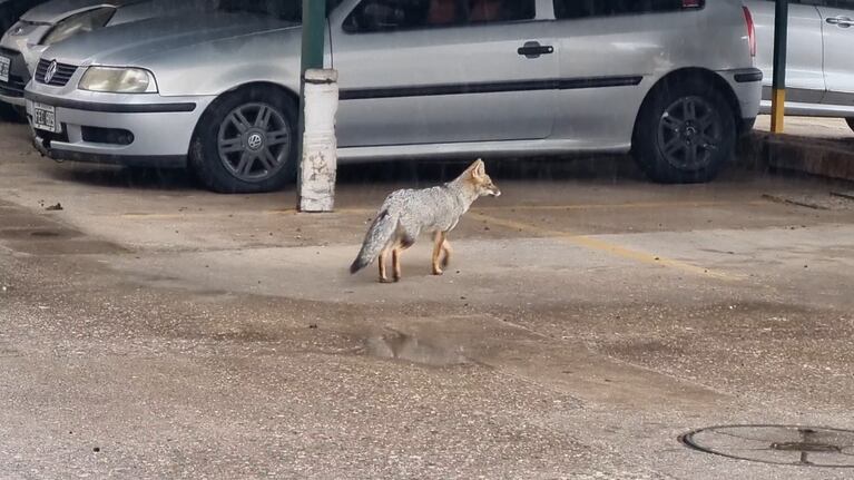 Los animales aparecen en la ciudad ante el avance sobre su hábitat natural.