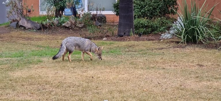 Los animales aparecen en la ciudad ante el avance sobre su hábitat natural.