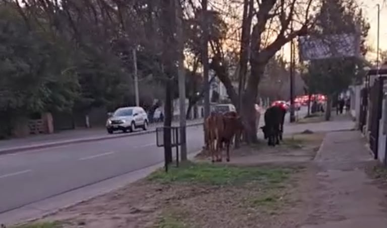 Los animales aparecieron en la Recta Martinolli de la ciudad de Córdoba.