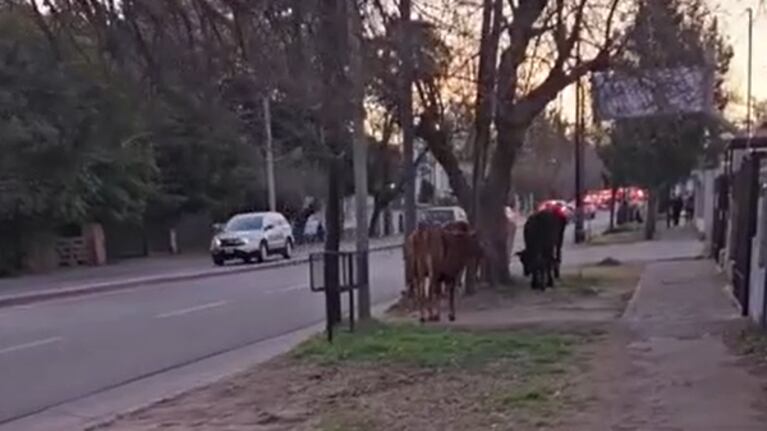 Los animales aparecieron en la Recta Martinolli de la ciudad de Córdoba.