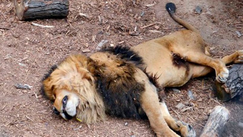 Los animales debieron ser sacrificados para salvar al hombre.