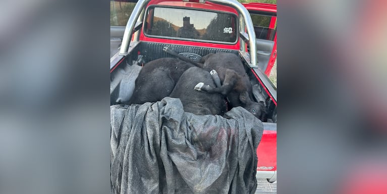 Los animales eran trasladados en una camioneta.