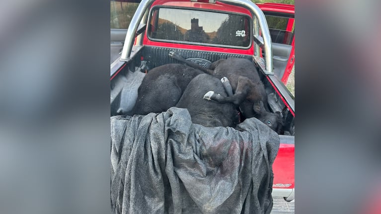 Los animales eran trasladados en una camioneta.