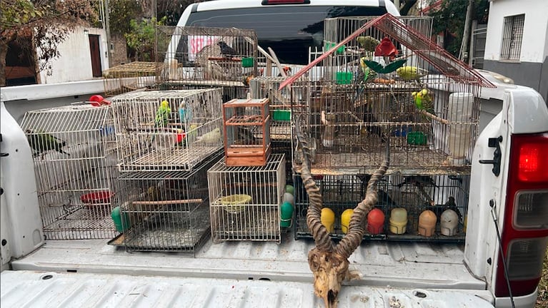 Los animales eran vendidos por redes sociales.
