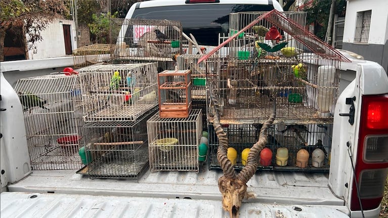Los animales eran vendidos por redes sociales.