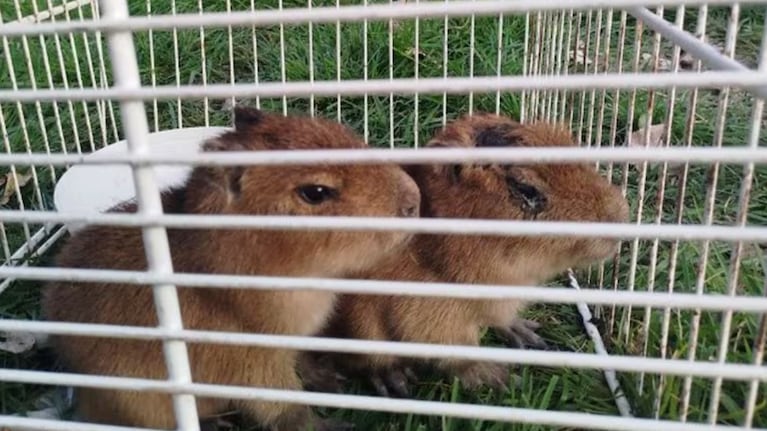 Los animales estaban en mal estado de salud.