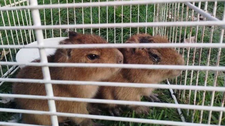 Los animales estaban en mal estado de salud.