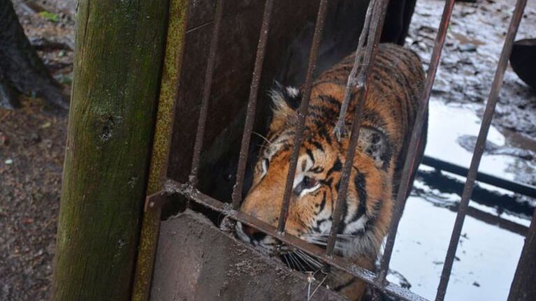 Los animales estaban enjaulados y en condiciones precarias.