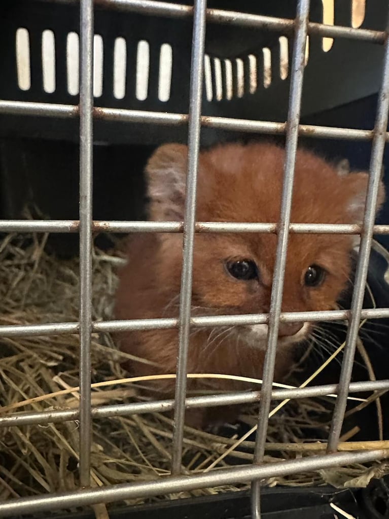 Los animales fueron llevados al Parque de la Biodiversidad.