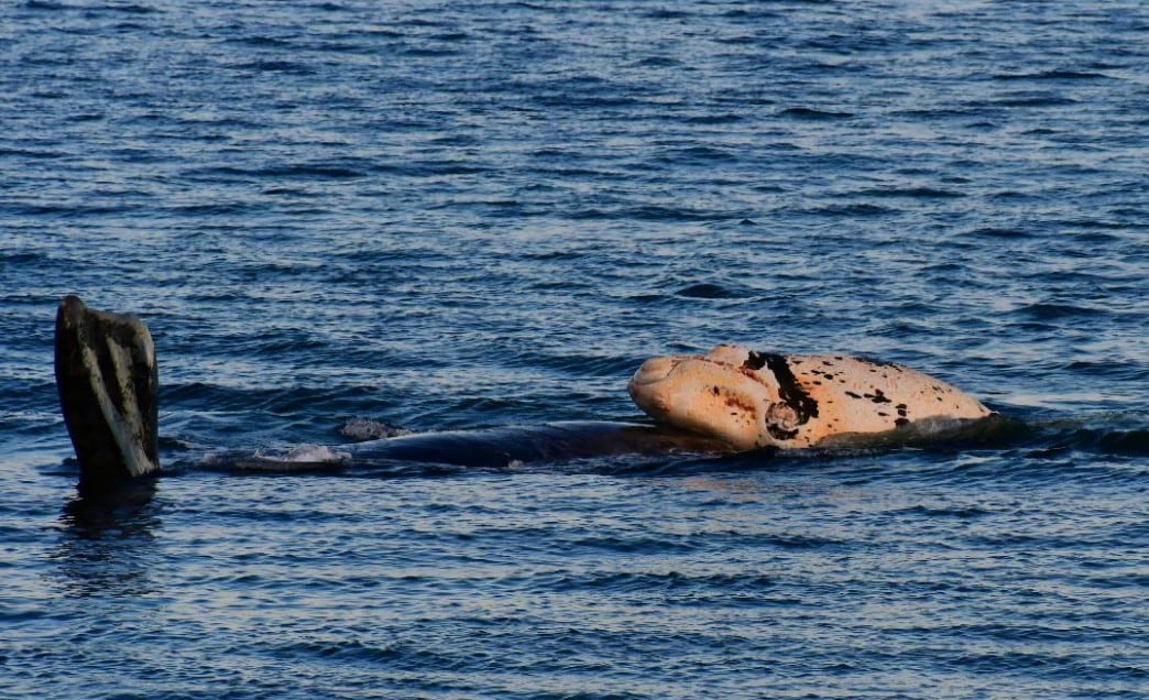 Los animales fueron observados a las afueras de Puerto Madryn. 