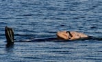 Los animales fueron observados a las afueras de Puerto Madryn. 