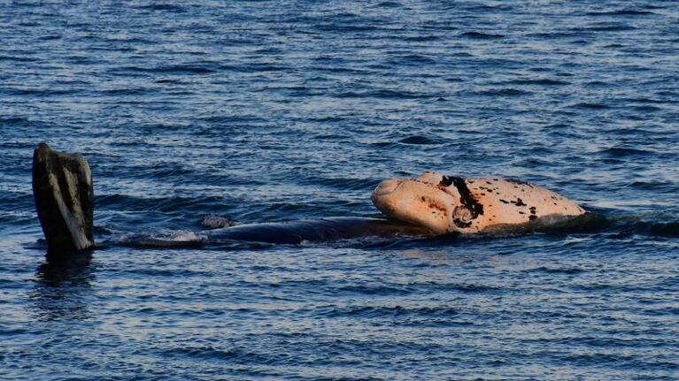 Los animales fueron observados a las afueras de Puerto Madryn.