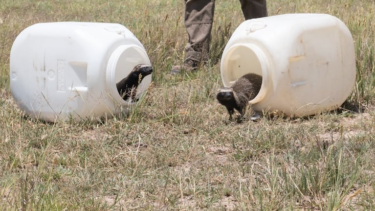 Los animales fueron rescatados de tráfico ilegal y mascotismo.