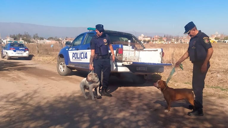 Los animales fueron secuestrados. 