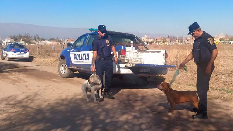 Los animales fueron secuestrados.
