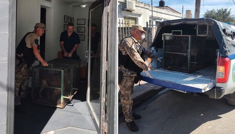 Los animales fueron trasladados a un refugio municipal de manera transitoria.