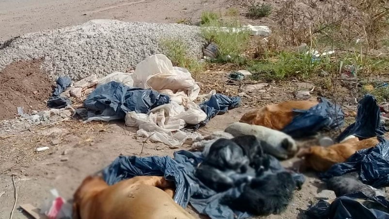 Los animales hallados muertos tenían vías y vendajes.