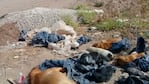 Los animales hallados muertos tenían vías y vendajes.