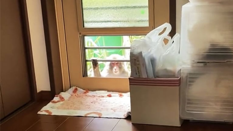 Los animales involucrados son macacos de cara roja, una especie muy común en el país asiático.