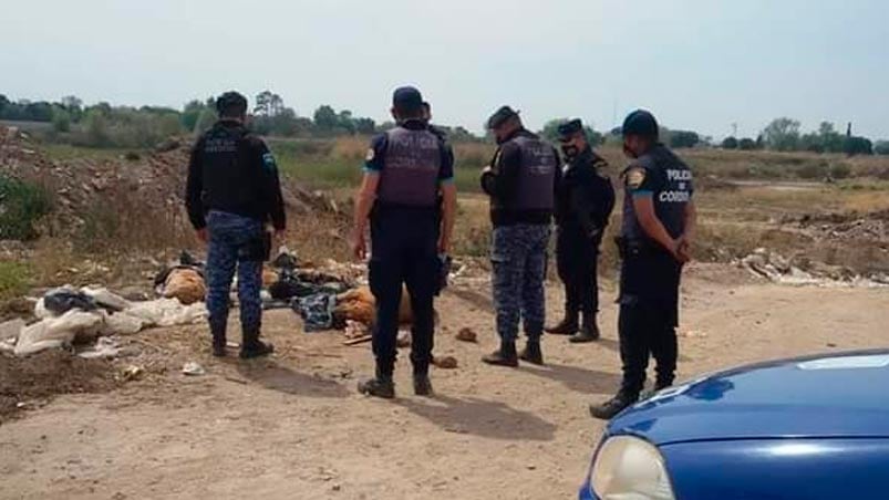 Los animales muertos aparecieron el domingo.