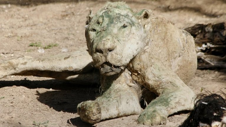 Los animales murieron por abandono y fueron momificados. Foto: Alamy Stock