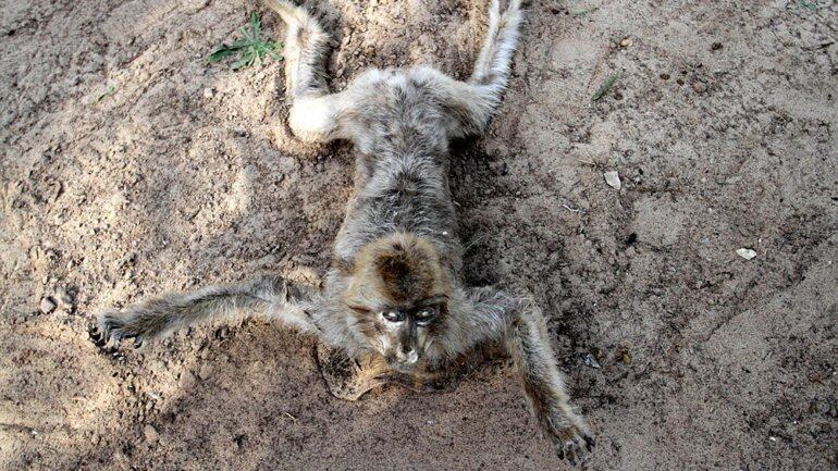 Los animales murieron por abandono y fueron momificados. Foto: Alamy Stock