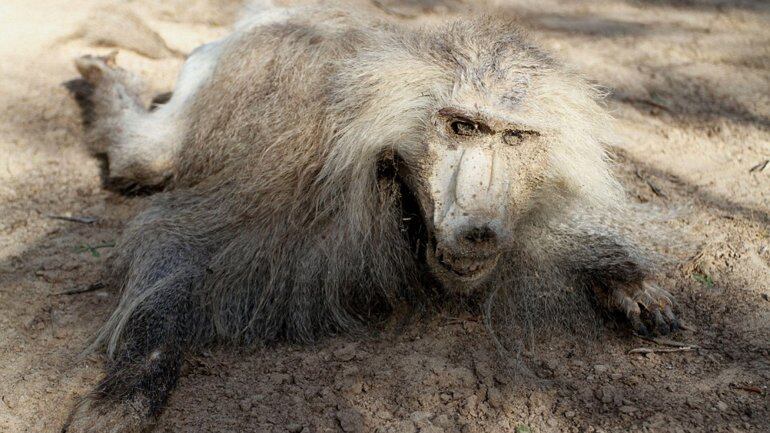 Los animales murieron por abandono y fueron momificados. Foto: Alamy Stock