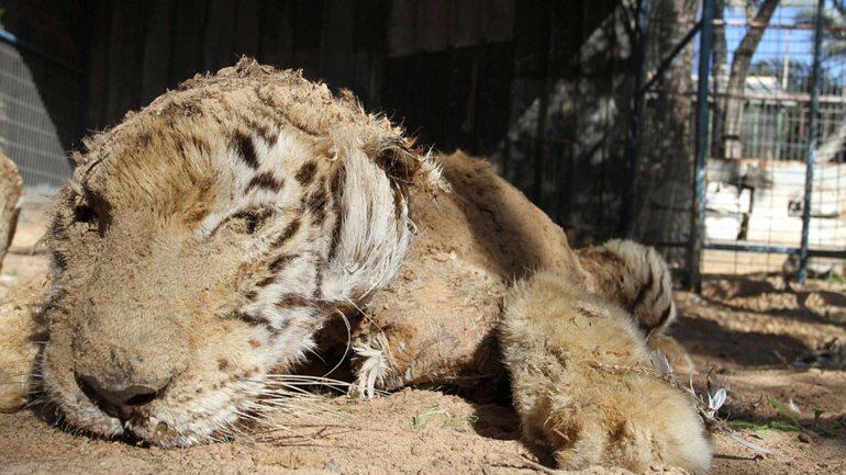 Los animales murieron por abandono y fueron momificados. Foto: Alamy Stock