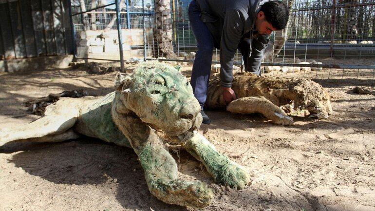 Los animales murieron por abandono y fueron momificados. Foto: Alamy Stock
