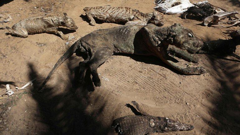 Los animales murieron por abandono y fueron momificados. Foto: Exclusive pixmedia