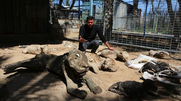 Los animales murieron por abandono y fueron momificados. Foto: Exclusive pixmedia