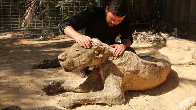 Los animales murieron por abandono y fueron momificados. Foto: Exclusive pixmedia