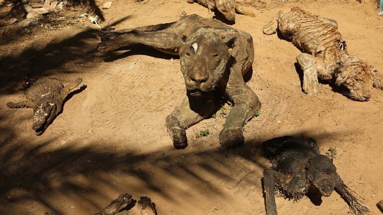 Los animales murieron por abandono y fueron momificados. Foto: Exclusive pixmedia