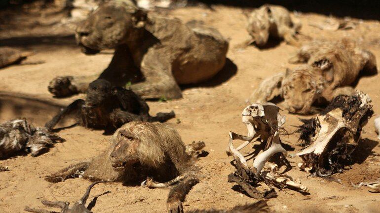 Los animales murieron por abandono y fueron momificados. Foto: Exclusive pixmedia