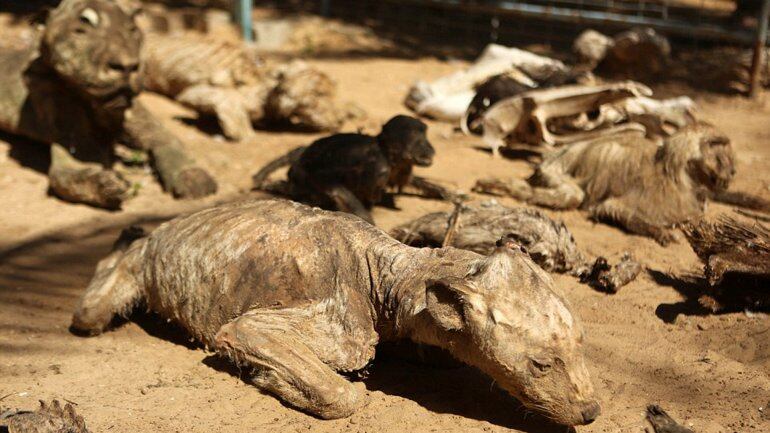 Los animales murieron por abandono y fueron momificados. Foto: Exclusive pixmedia