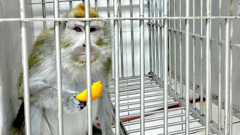 Los animales nacieron en cautiverio.