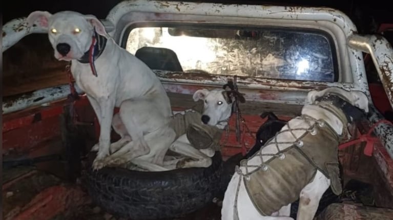 Los animales quedaron a disposición de la justicia.