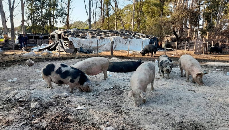 Los animales serán testeados antes de definir su destino.