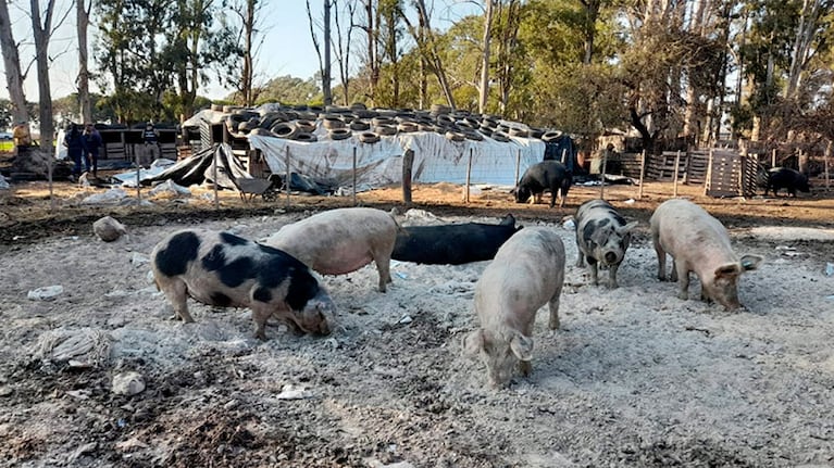 Los animales serán testeados antes de definir su destino.