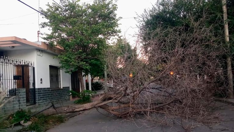Los árboles caídos por la tormenta siguen en medio de las calles.