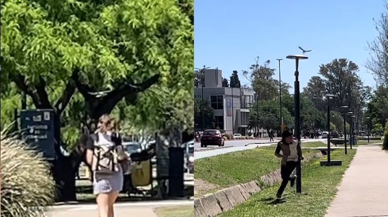 Los ataques del pájaro loco de la UNC