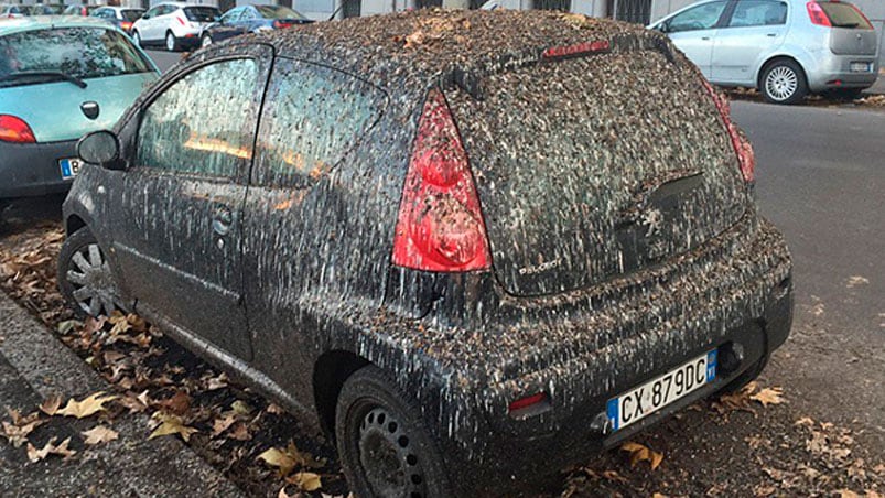 Los autos son las víctimas preferidas de los excrementos. Foto: Twitter @lucyasgarrett