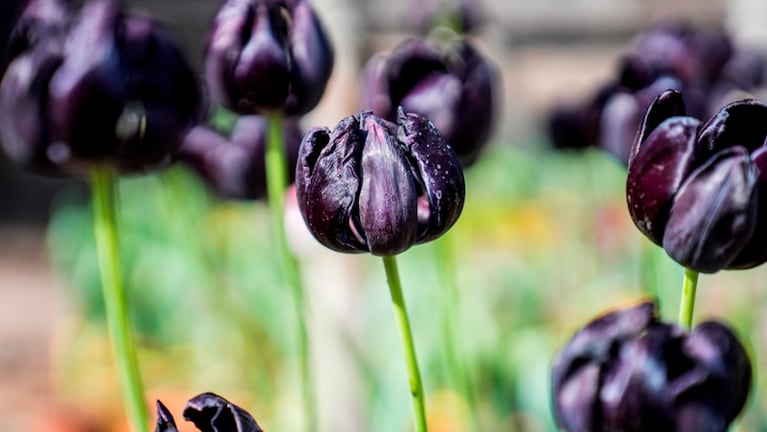 Los bellos tulipanes del jardín de Silvia. Foto: Lucio Casalla / El Doce.