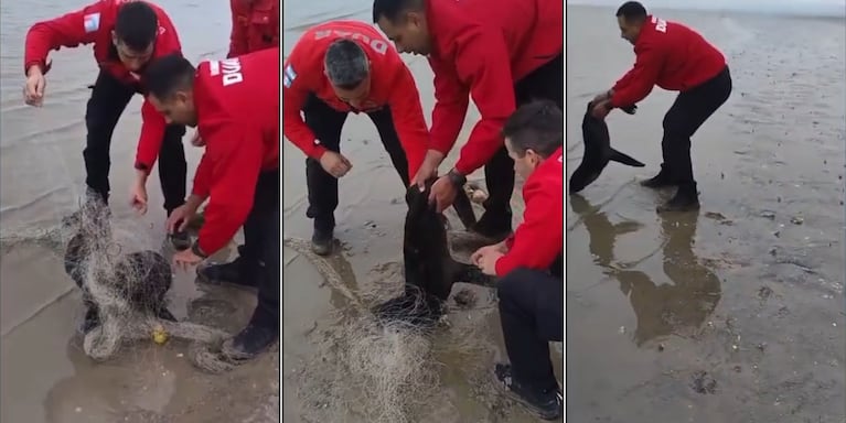 Los bomberos salvaron al lobo marino y lo devolvieron al mar.