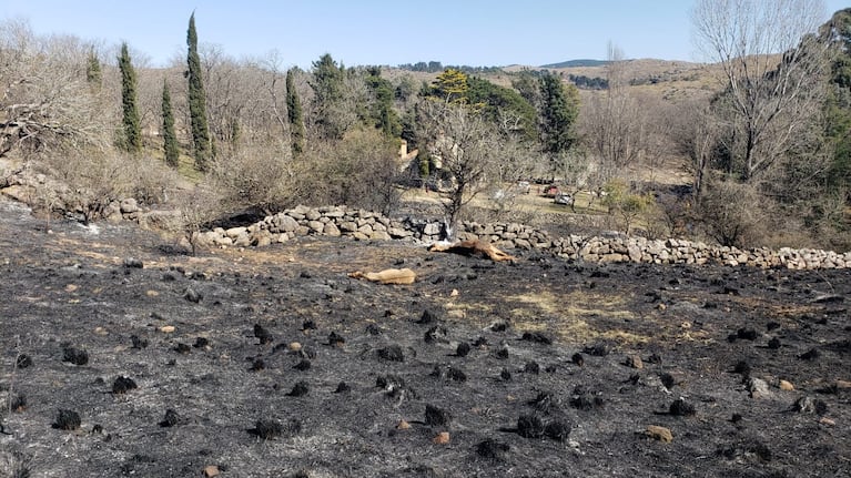 Los caballos alcanzados por las llamas fueron sacrificados. Foto: ElDoce.tv